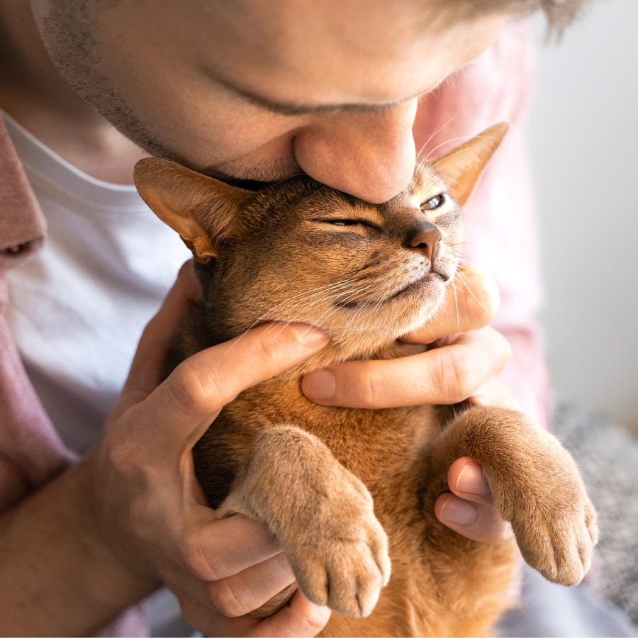 Surgery, Barrie Vet